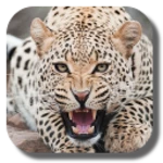 leopard android application logo